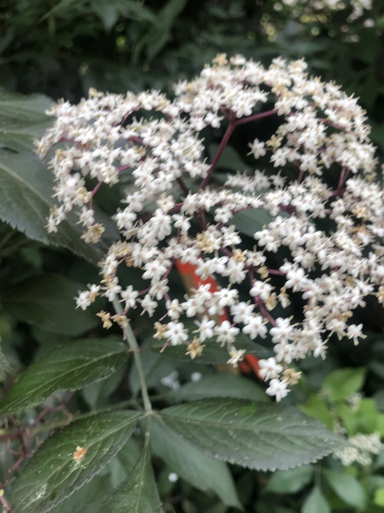 Photinia X Fraseri