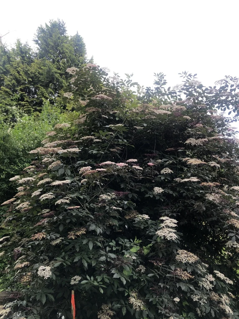 Photinia X Fraseri