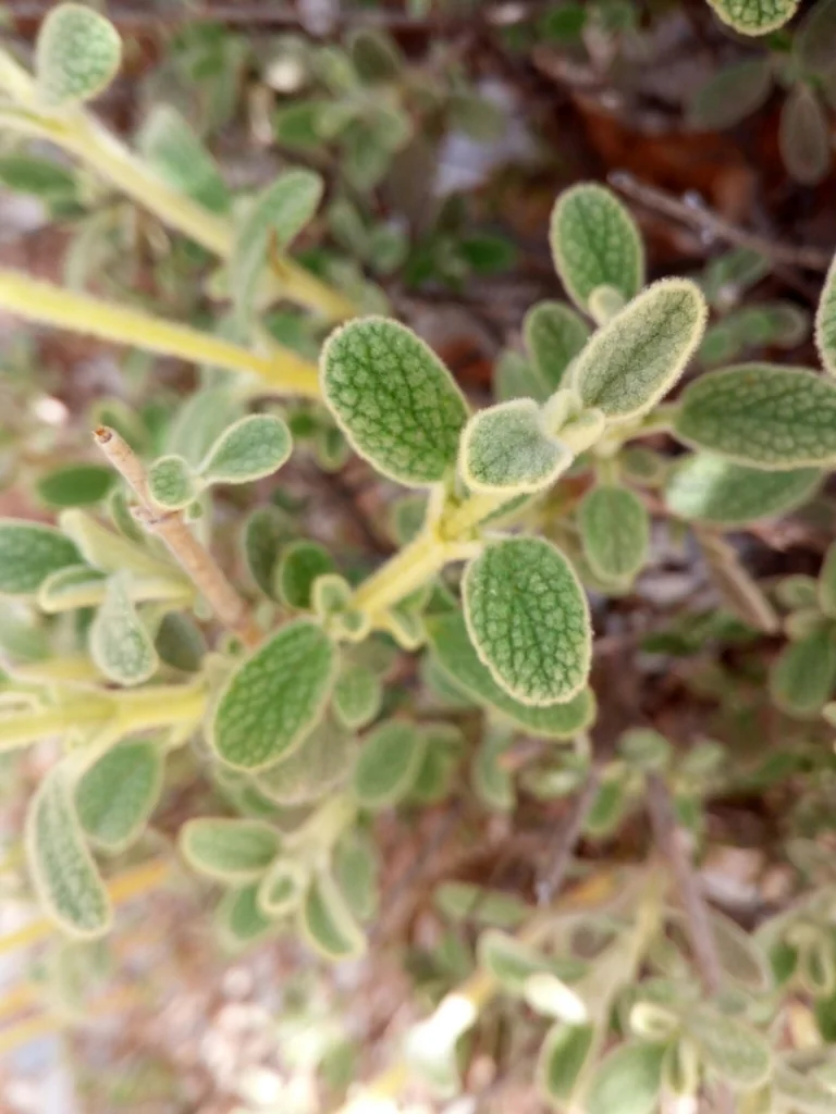 Phlomis Lanata
