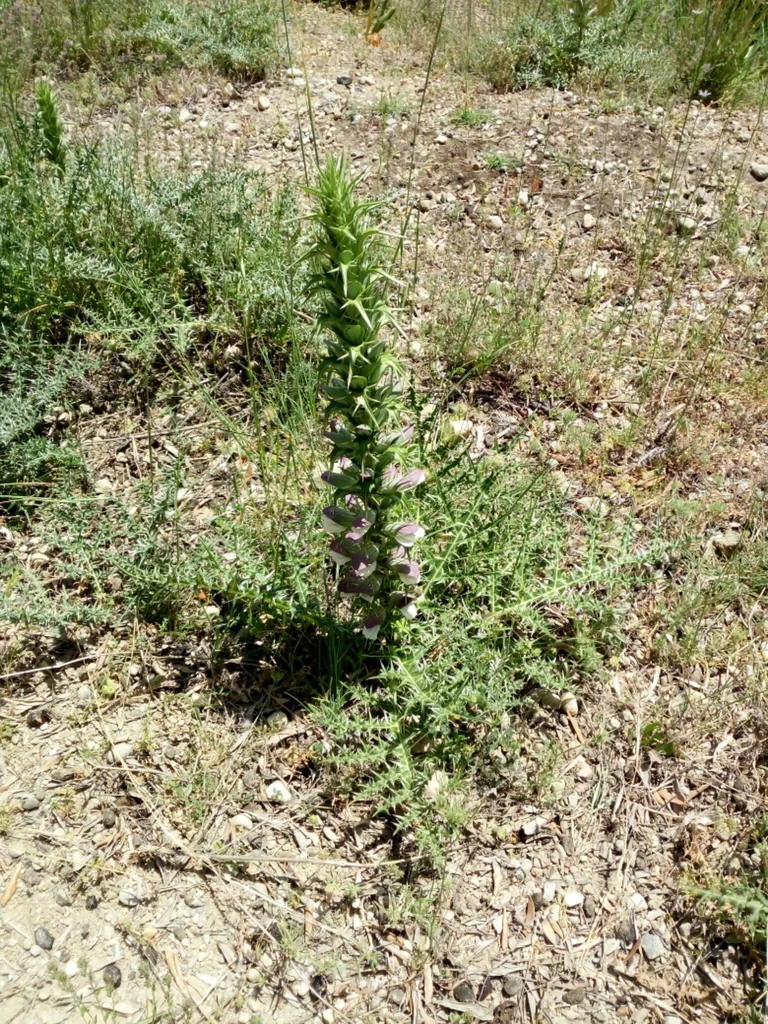 Acanthus Spinosus