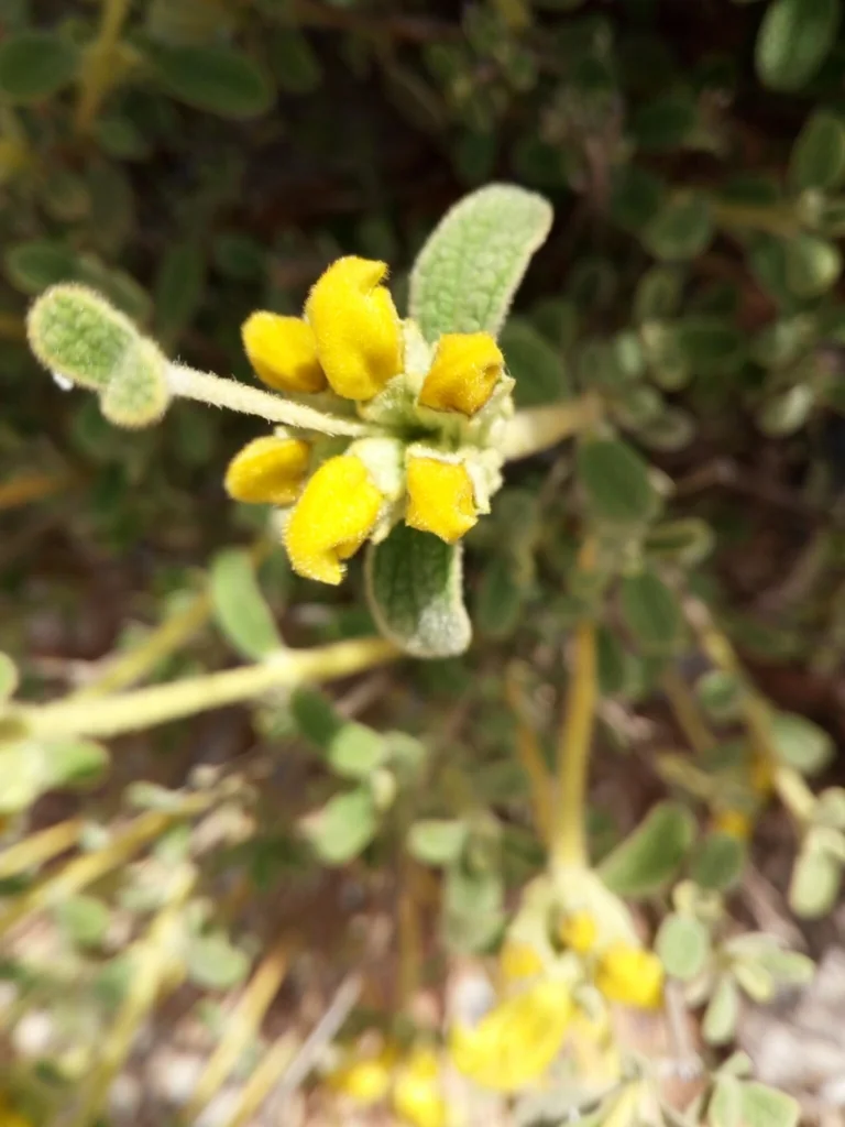 Phlomis Lanata
