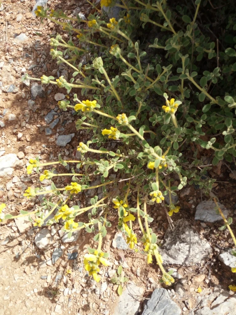 Phlomis Lanata