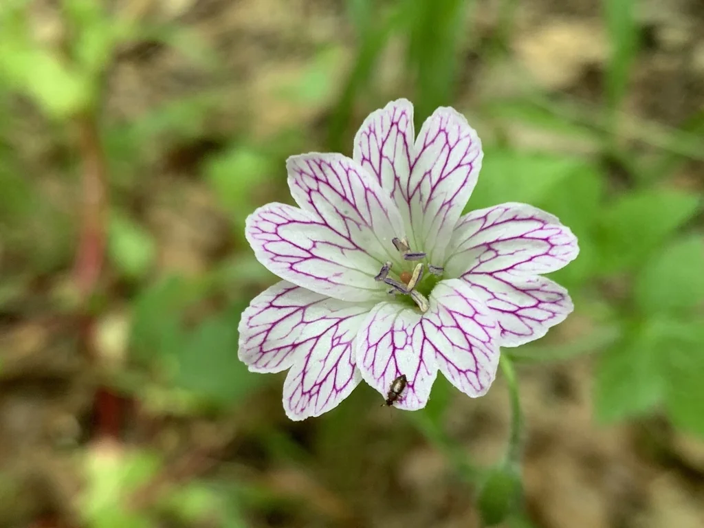 Geranium Versicolor