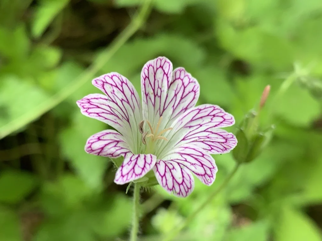 Geranium Versicolor