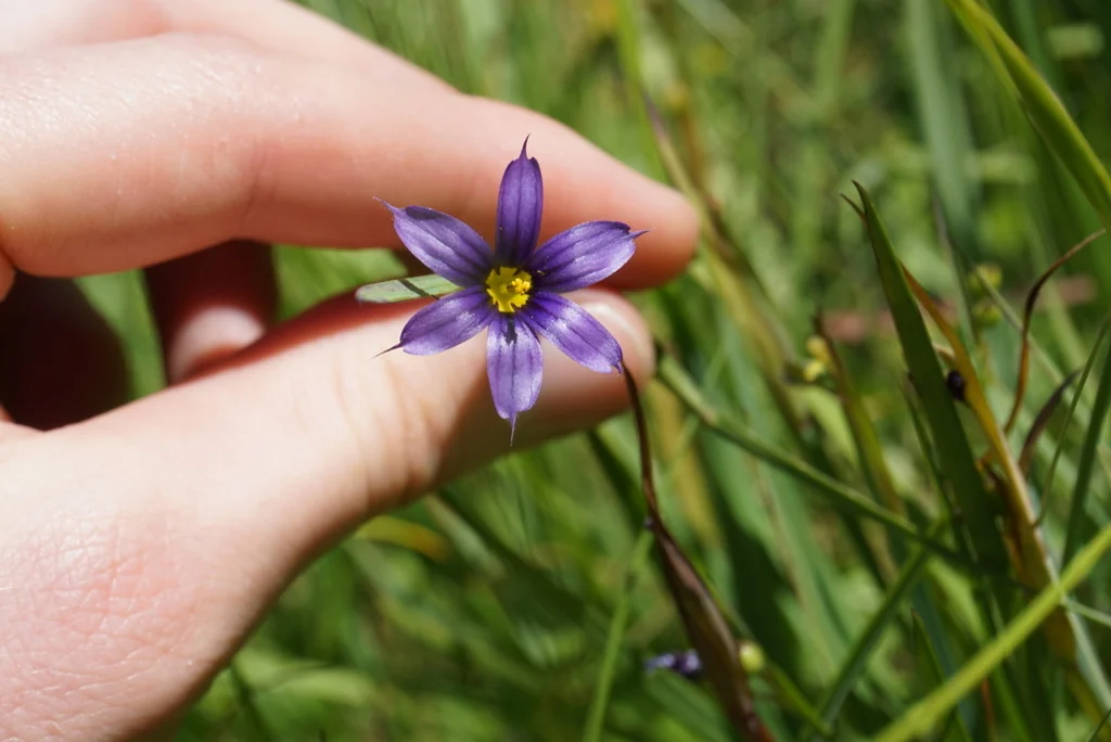 Sisyrinchium Idahoense