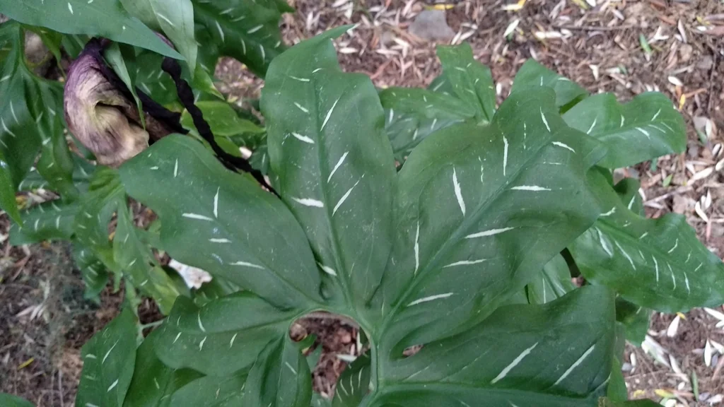 Dracunculus Vulgaris