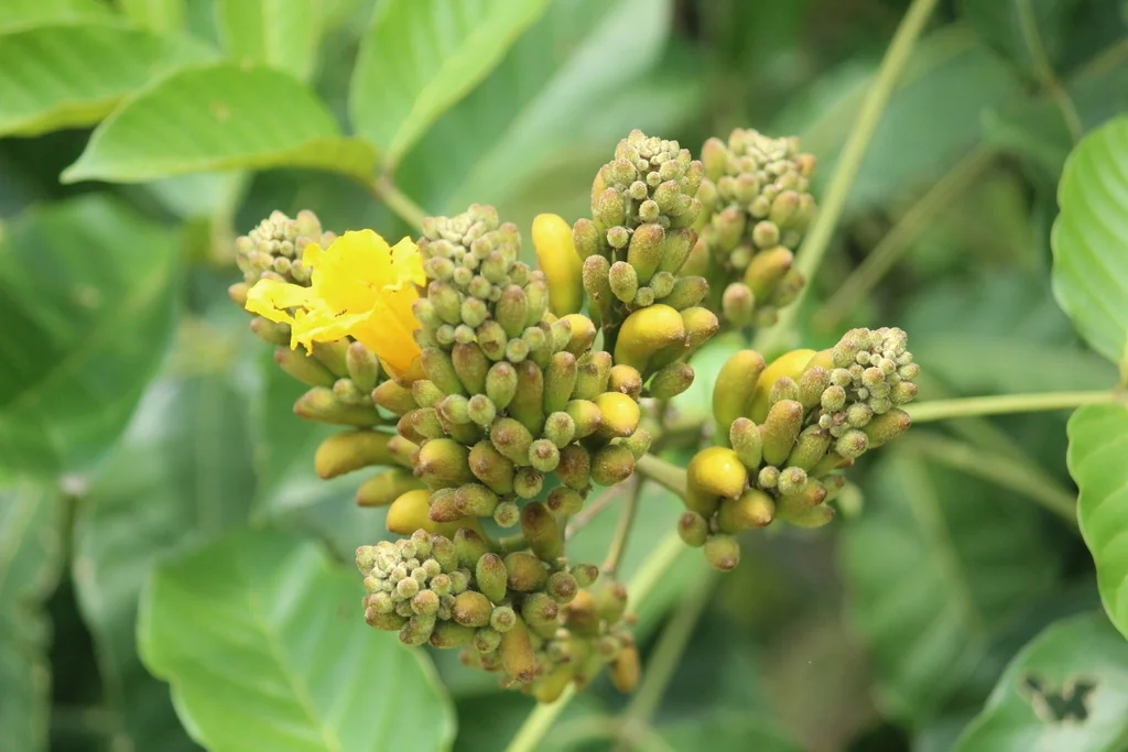 Markhamia Lutea