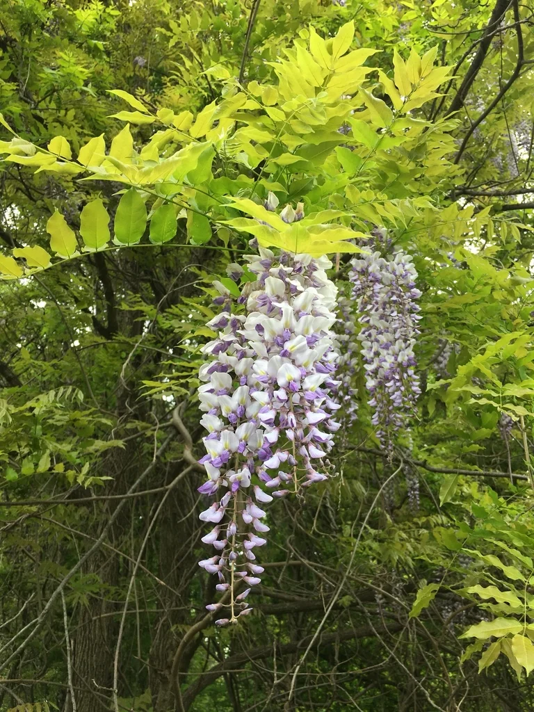 Wisteria Floribunda