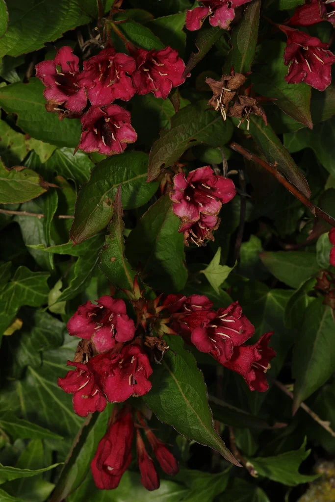 Weigela florida