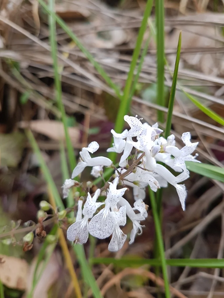 Plectranthus ciliatus