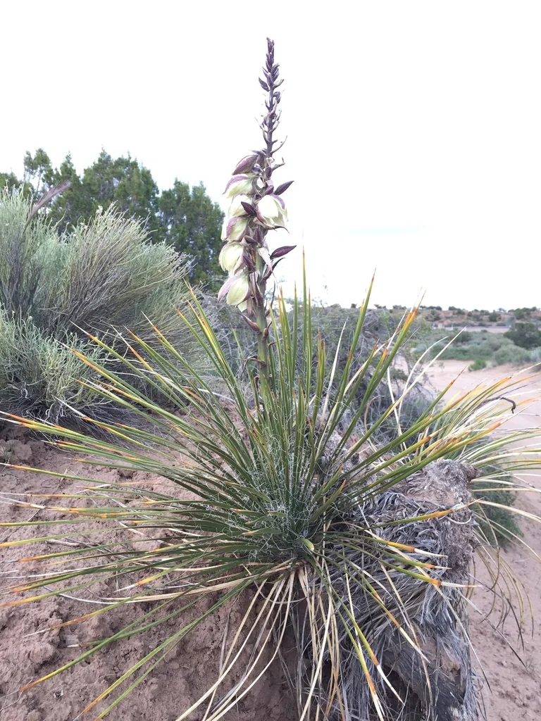 Yucca Baileyi