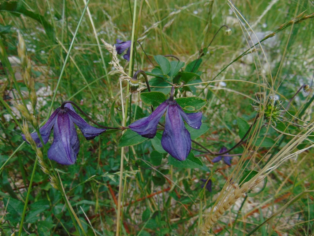 Clematis Viticella