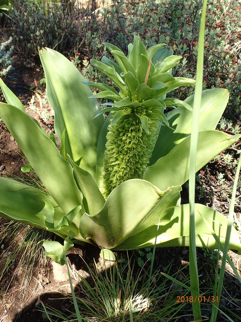 Eucomis Autumnalis