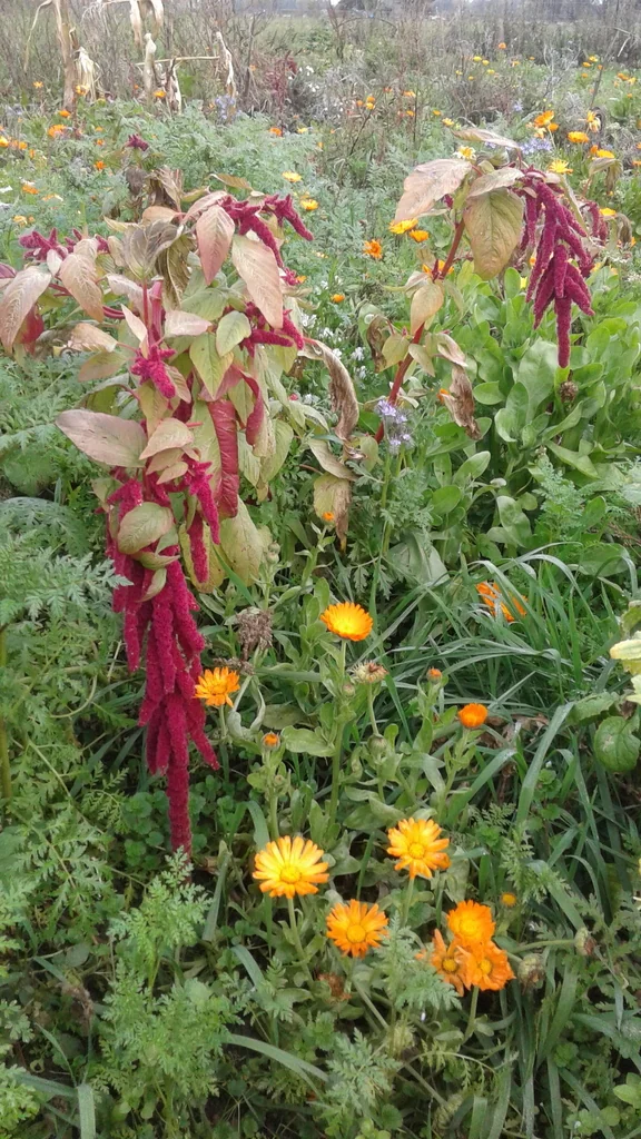 Amaranthus Caudatus