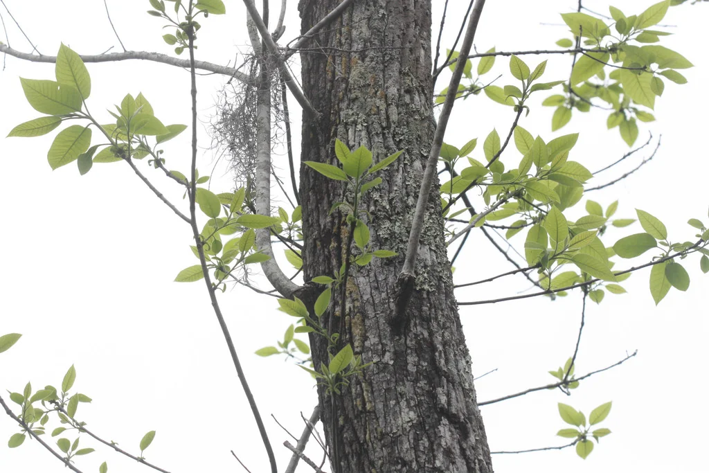 Nyssa Aquatica