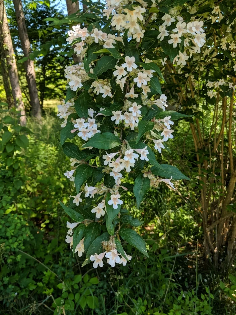 Kolkwitzia Amabilis