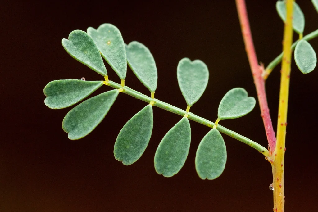 Dalea Frutescens