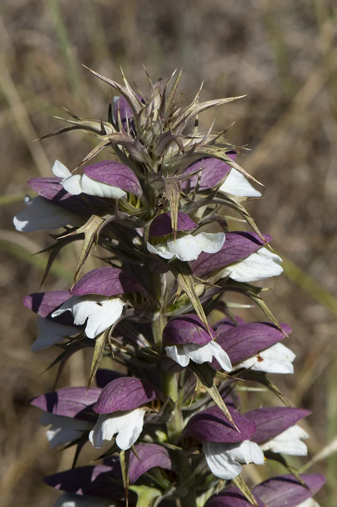 Acanthus Spinosus