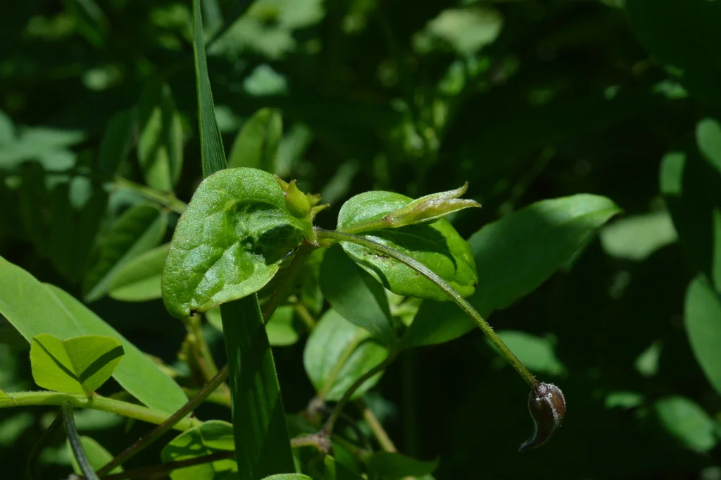 Clematis Viticella