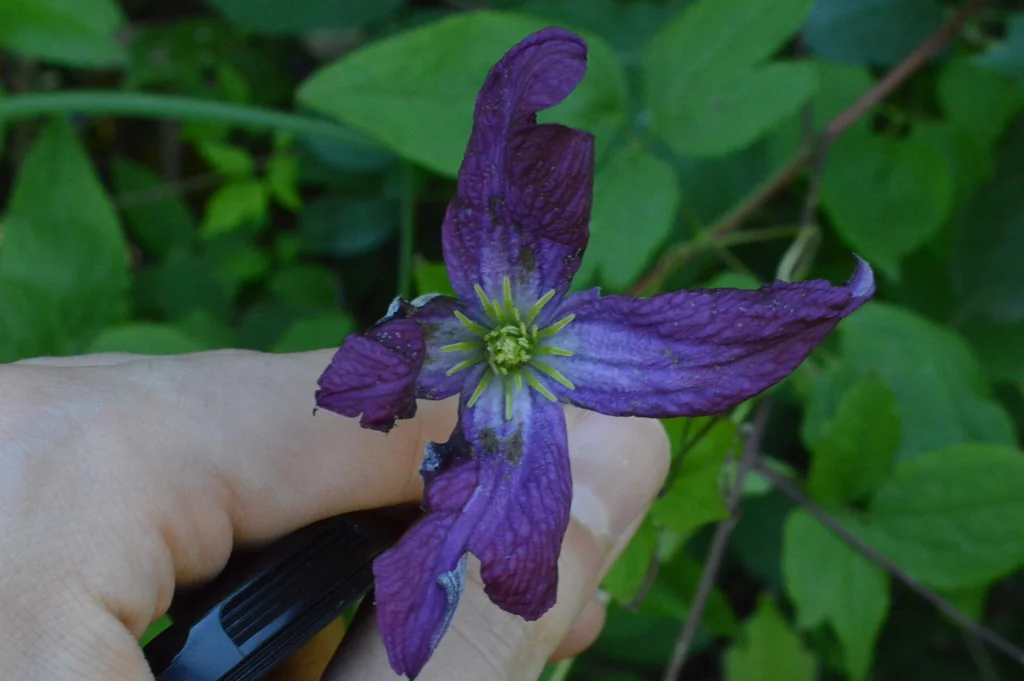Clematis Viticella