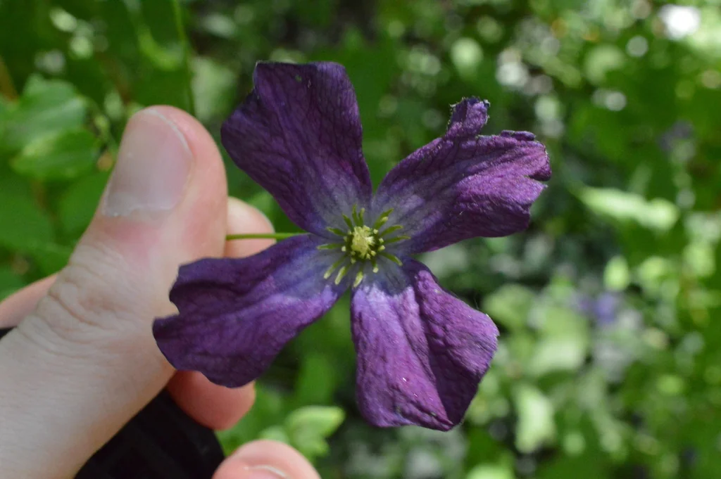 Clematis Viticella