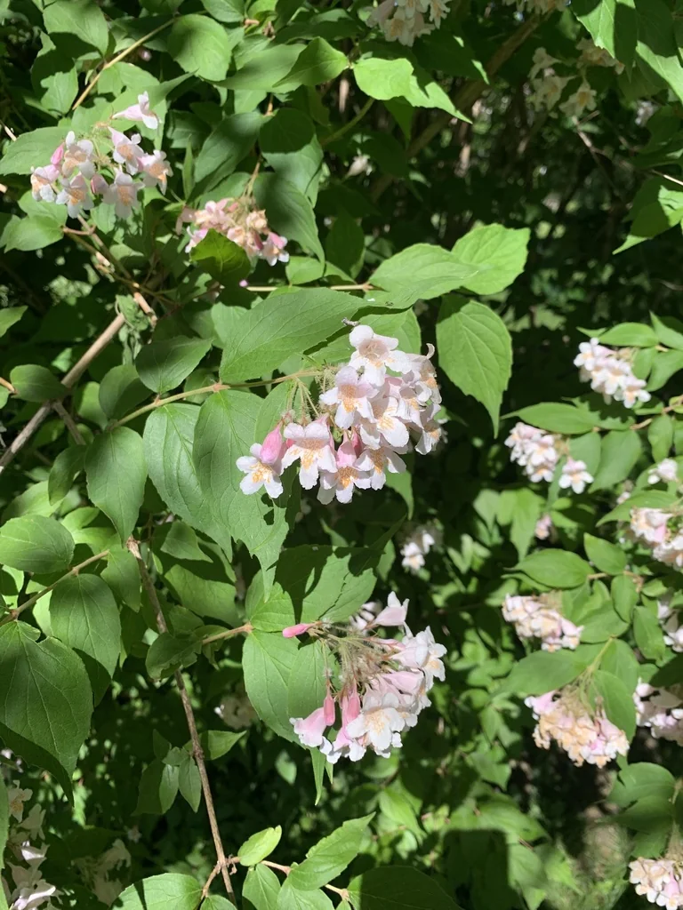 Kolkwitzia Amabilis