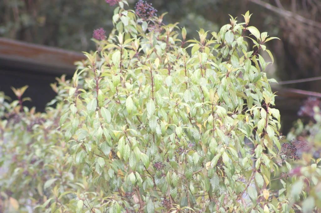 Fuchsia Paniculata