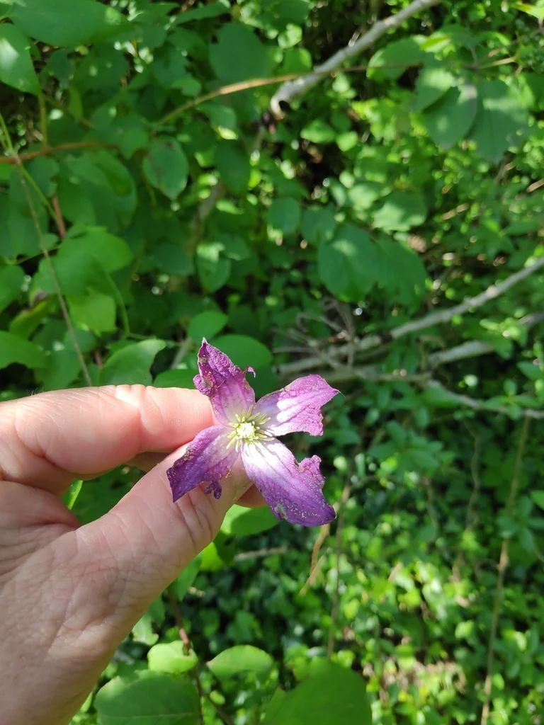 Clematis Viticella