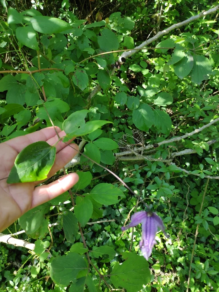 Clematis Viticella