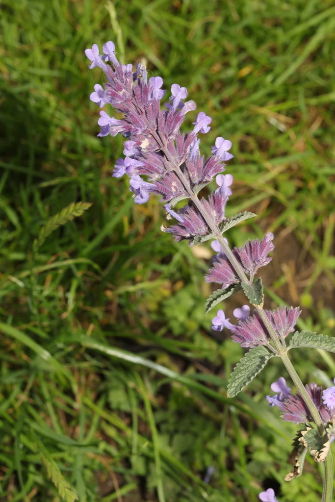 Nepeta faassenii