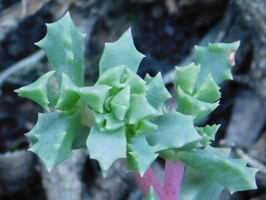 Oscularia Deltoides