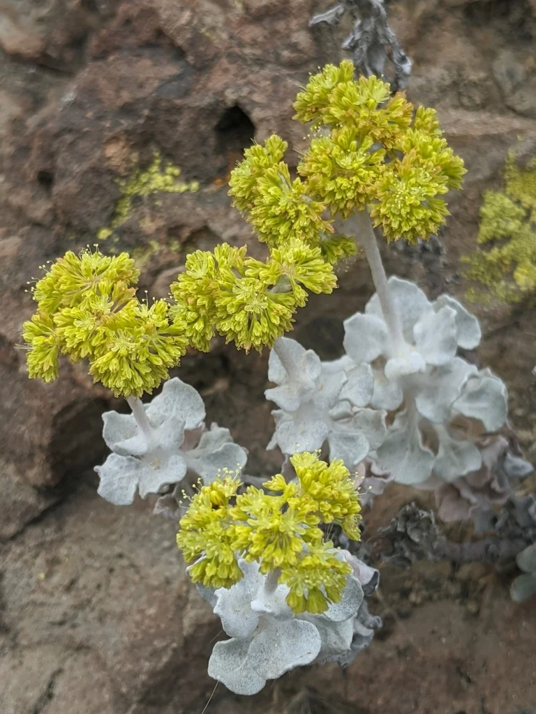 Eriogonum crocatum