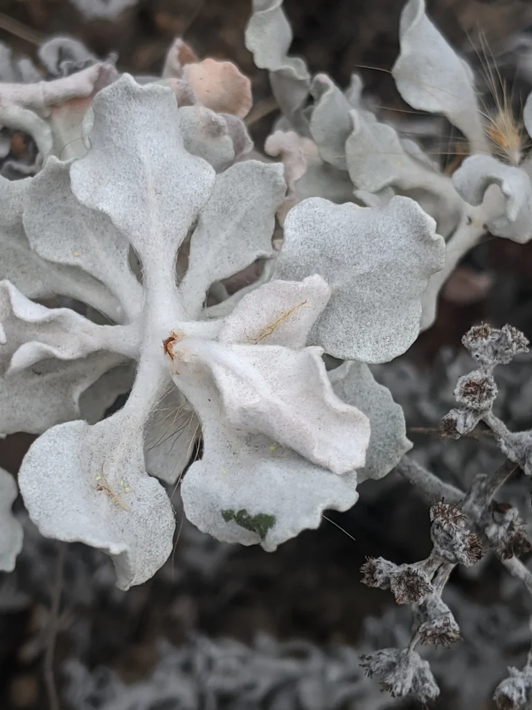 Eriogonum crocatum