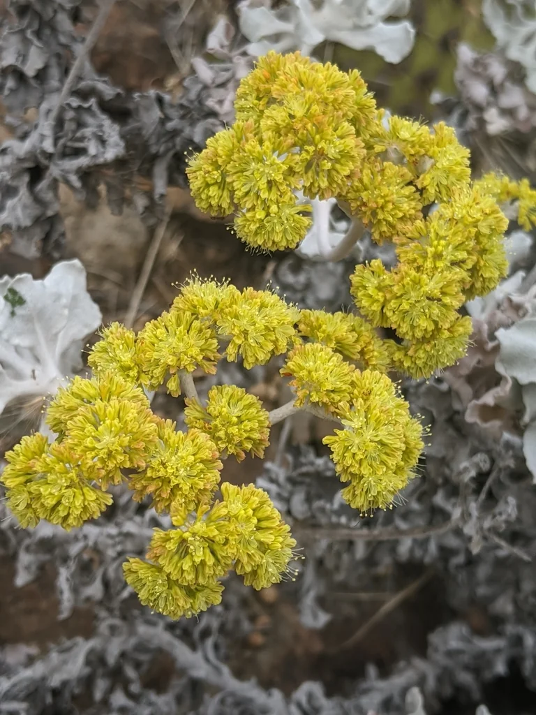 Eriogonum crocatum