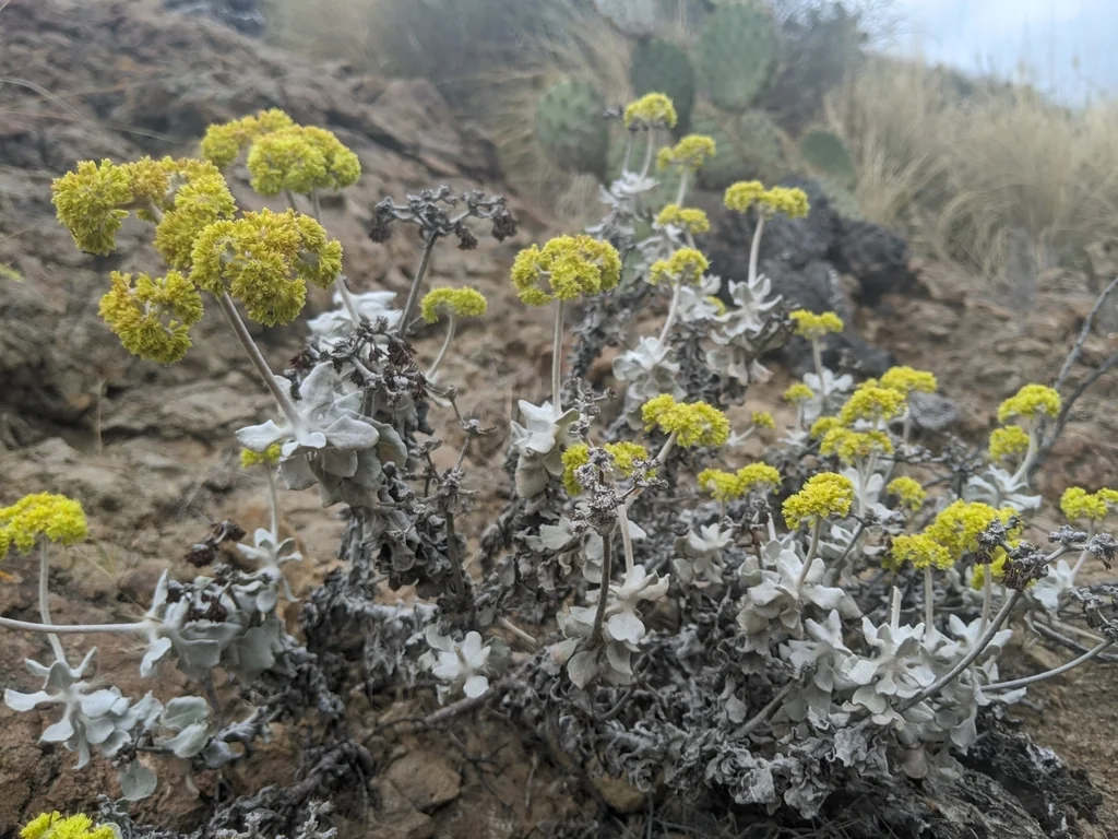 Eriogonum crocatum