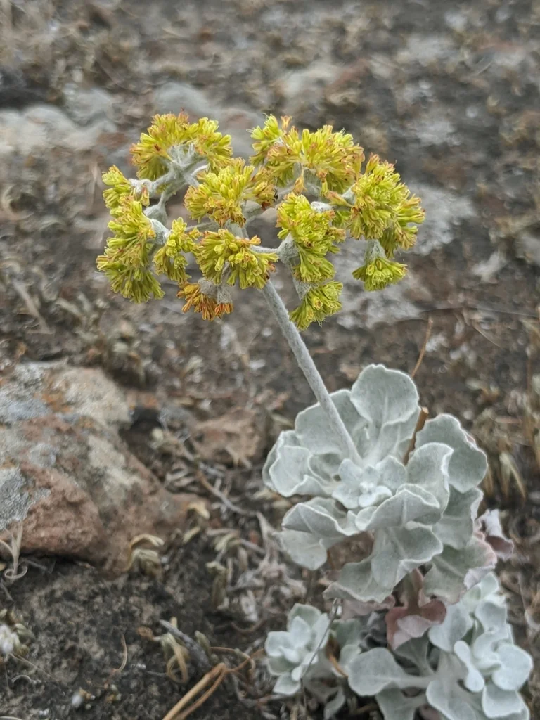 Eriogonum crocatum