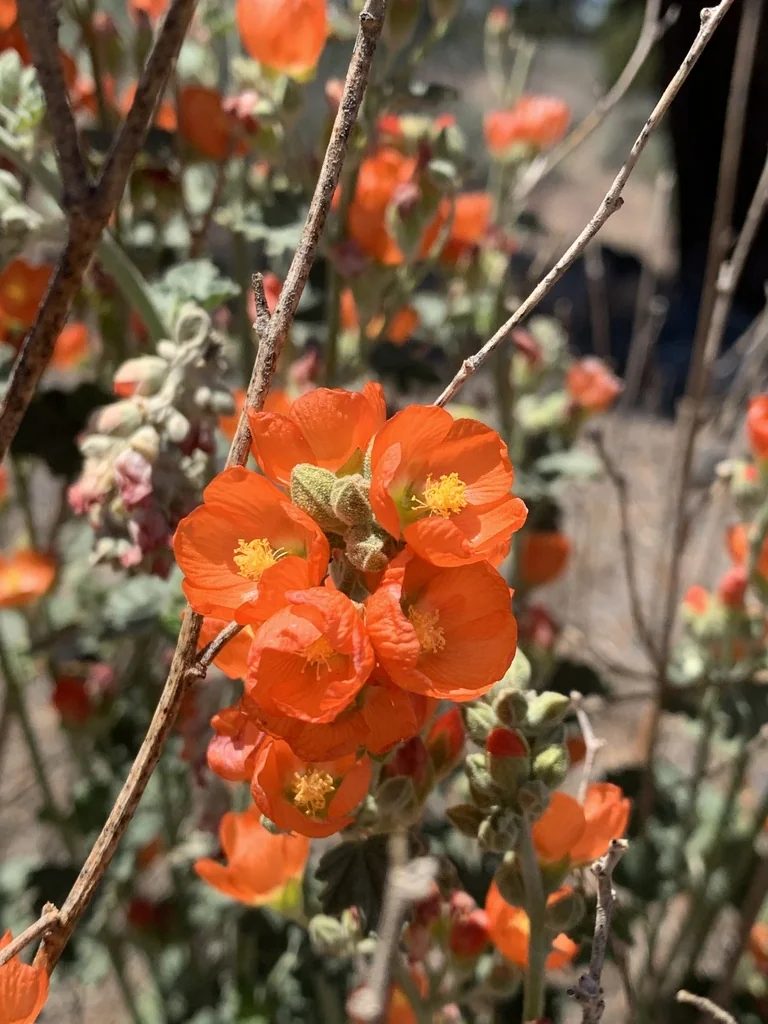 Sphaeralcea Munroana