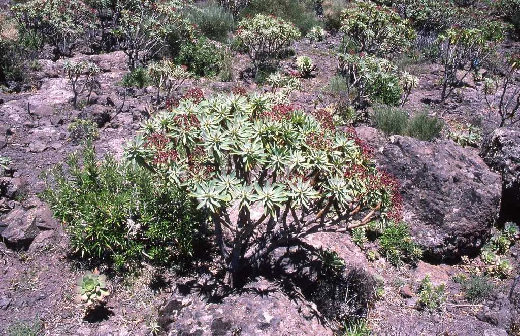 Euphorbia Atropurpurea