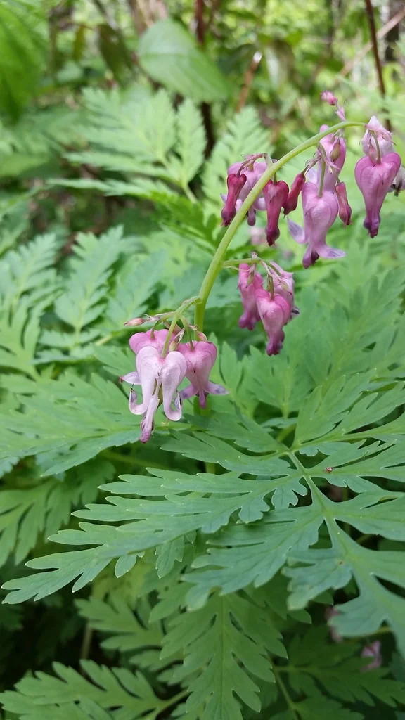 Dicentra Eximia