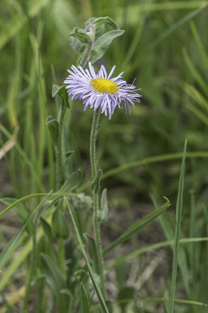 Erigeron Formosissimus