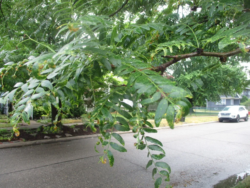 Gleditsia Triacanthos Inermis