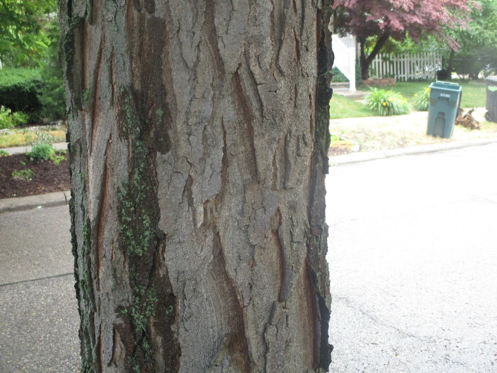 Gleditsia Triacanthos Inermis