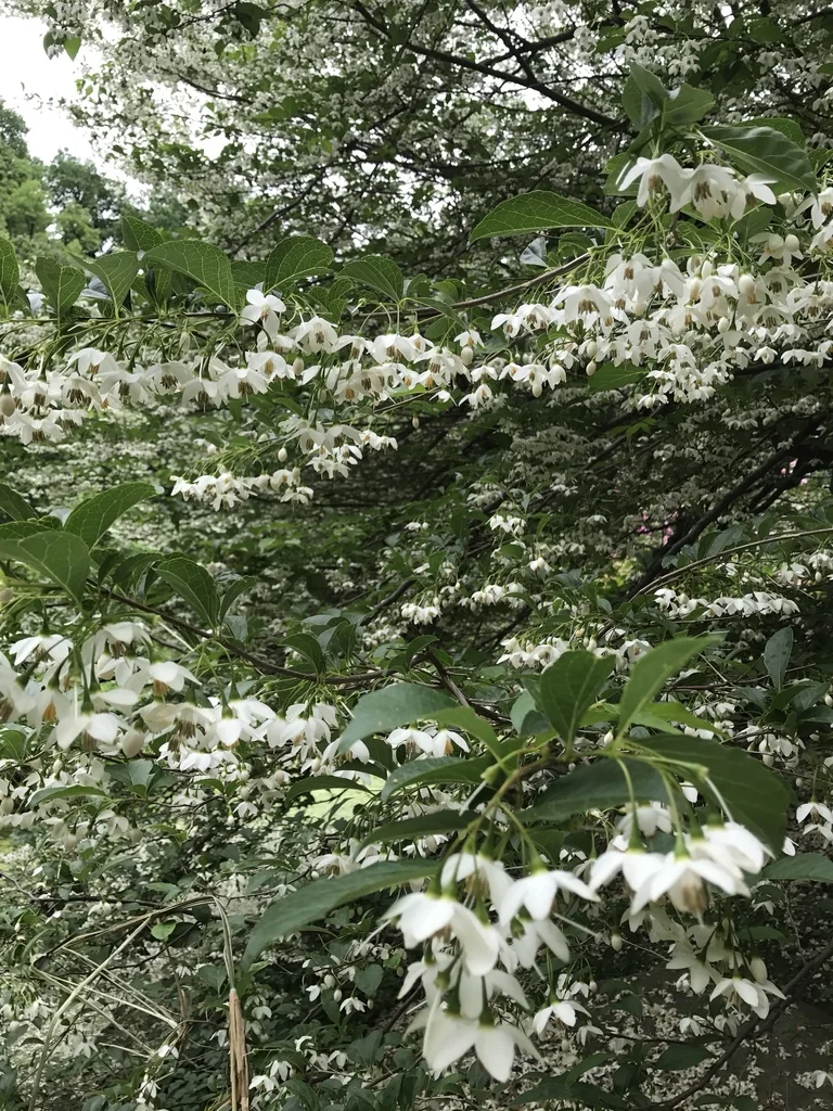 Styrax Japonicus