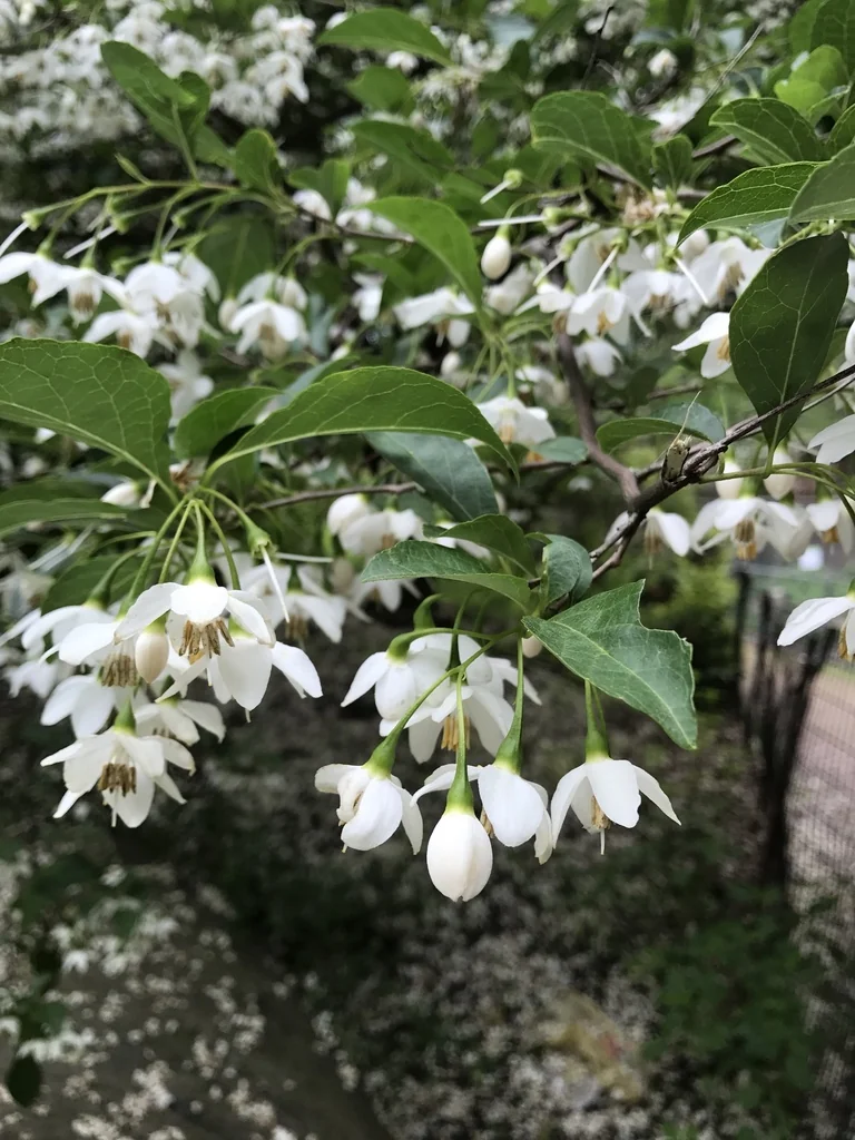 Styrax Japonicus