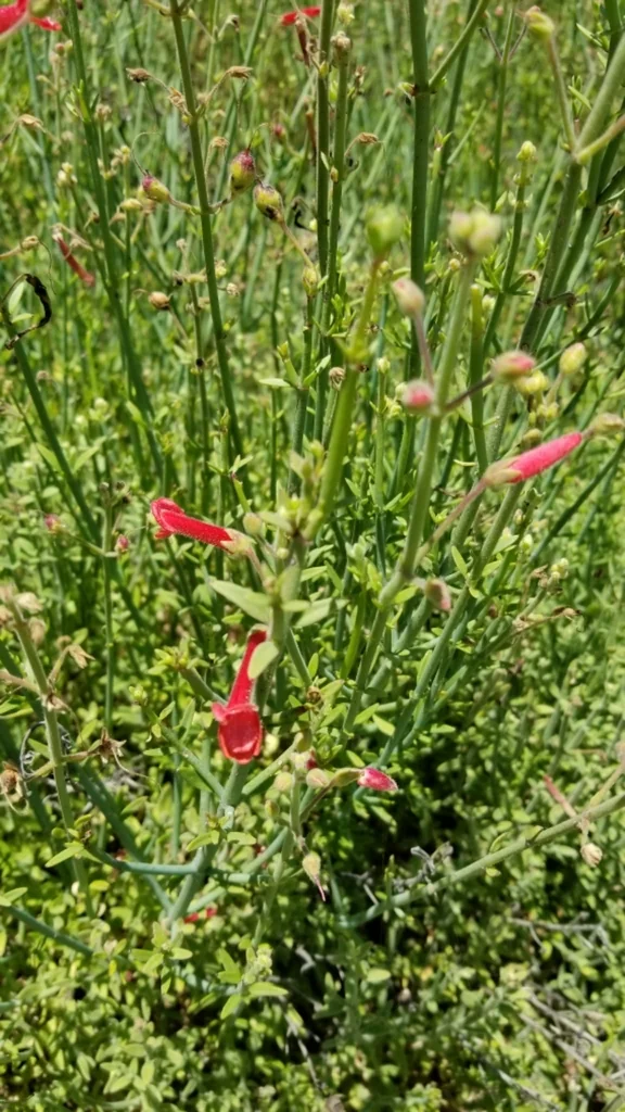 Gambelia Juncea