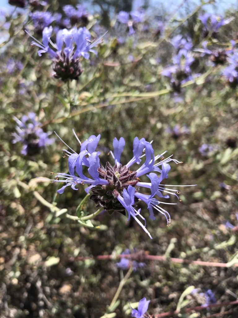 Salvia Clevelandii