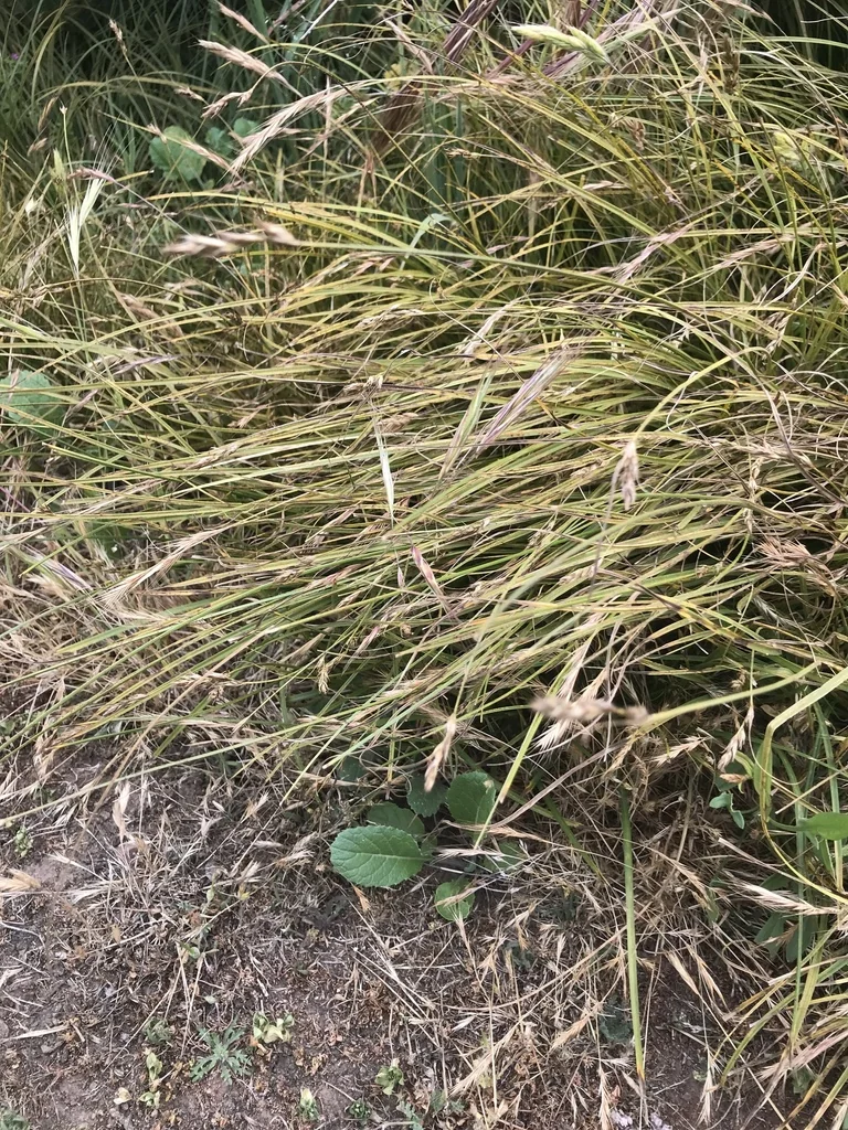 Carex Tumulicola