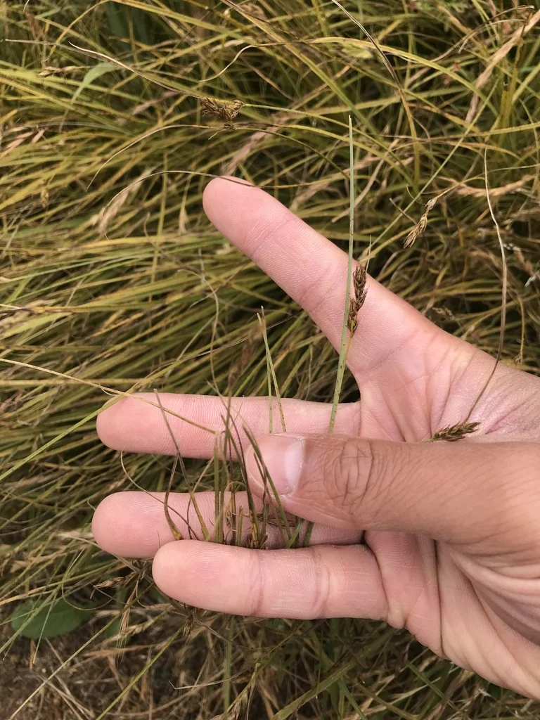 Carex Tumulicola