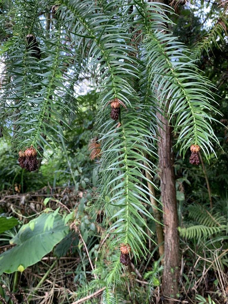 Cunninghamia Lanceolata