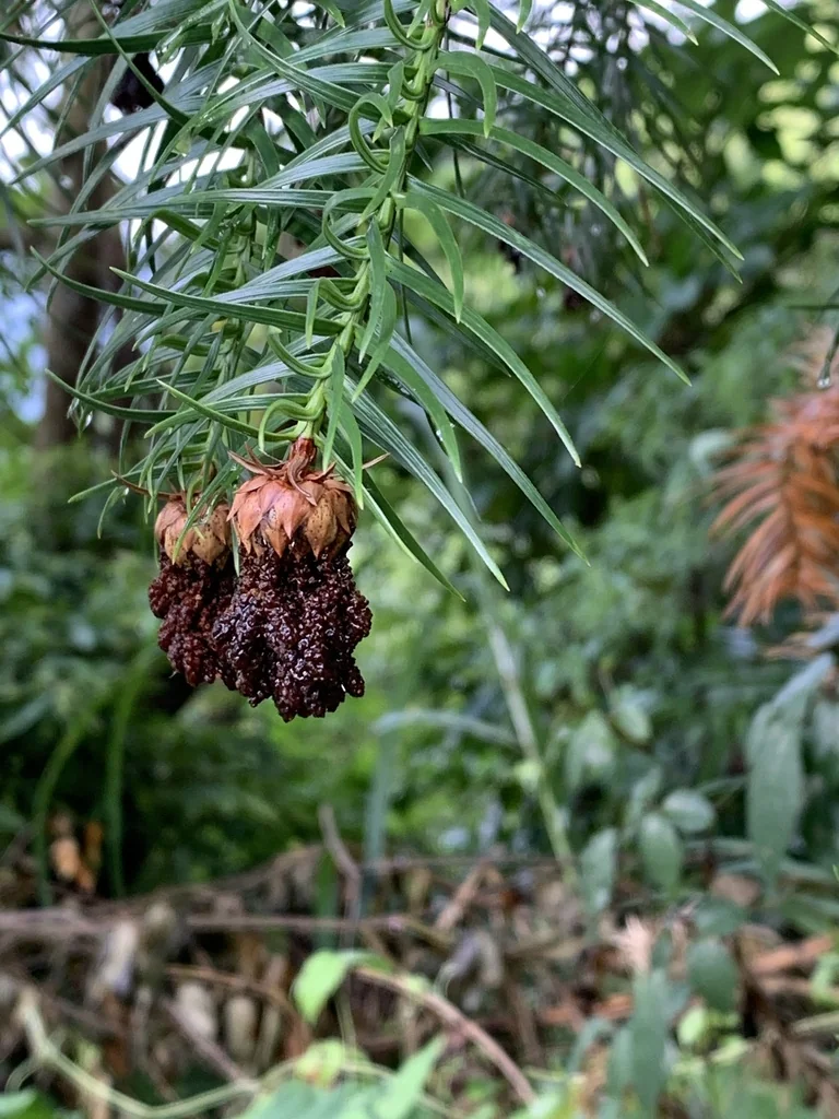 Cunninghamia Lanceolata